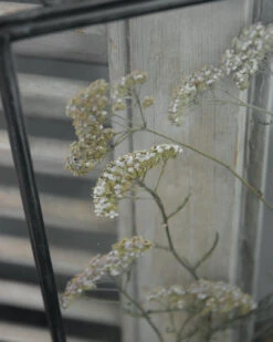 Geperste Schermbloemen In Een Lijst Met Kettinkje -Mode-Woondecoratiewinkel schermbloemen in een grote lijst met kettinkje 5