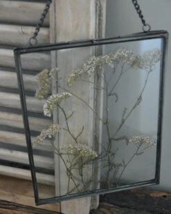 Geperste Schermbloemen In Een Lijst Met Kettinkje -Mode-Woondecoratiewinkel schermbloemen in een grote lijst met kettinkje 7