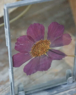 Violet Kleurige Geperste Bloem In Lijstje