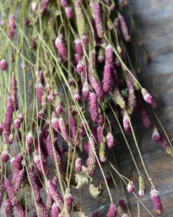 Warm Violet Gedroogde Sanquisorba, Pimpernel 3 Warm Violet Gedroogde Sanquisorba, Pimpernel -Mode-Woondecoratiewinkel warm violet gedroogde sanquisorba pimpernel 1