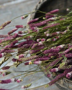 Warm Violet Gedroogde Sanquisorba, Pimpernel 4 Warm Violet Gedroogde Sanquisorba, Pimpernel -Mode-Woondecoratiewinkel warm violet gedroogde sanquisorba pimpernel 2