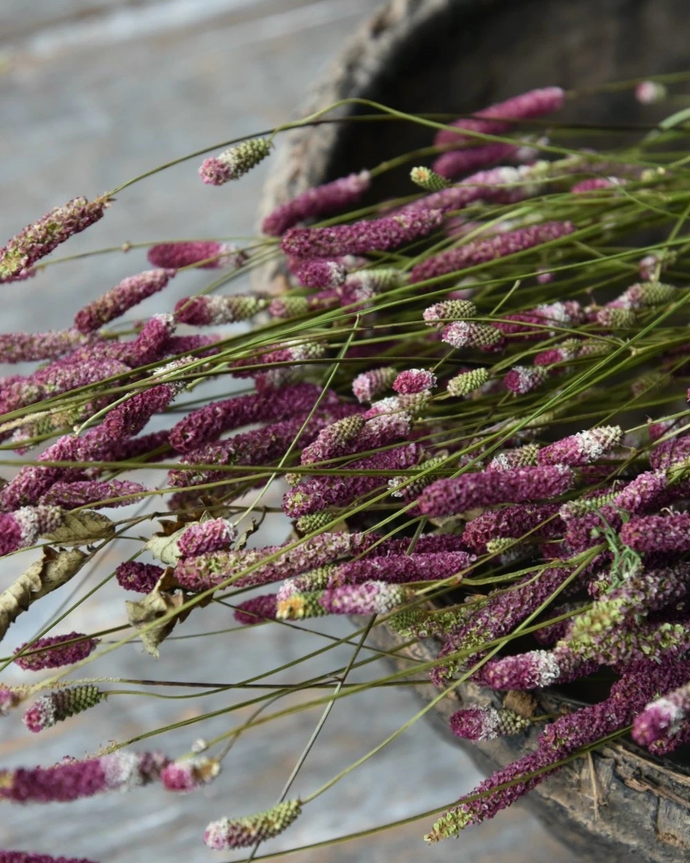 Warm violet gedroogde Sanquisorba, Pimpernel Warm Violet Gedroogde Sanquisorba, Pimpernel -Mode-Woondecoratiewinkel warm violet gedroogde sanquisorba pimpernel 2