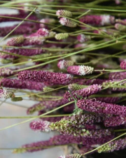 Warm Violet Gedroogde Sanquisorba, Pimpernel 5 Warm Violet Gedroogde Sanquisorba, Pimpernel -Mode-Woondecoratiewinkel warm violet gedroogde sanquisorba pimpernel 3