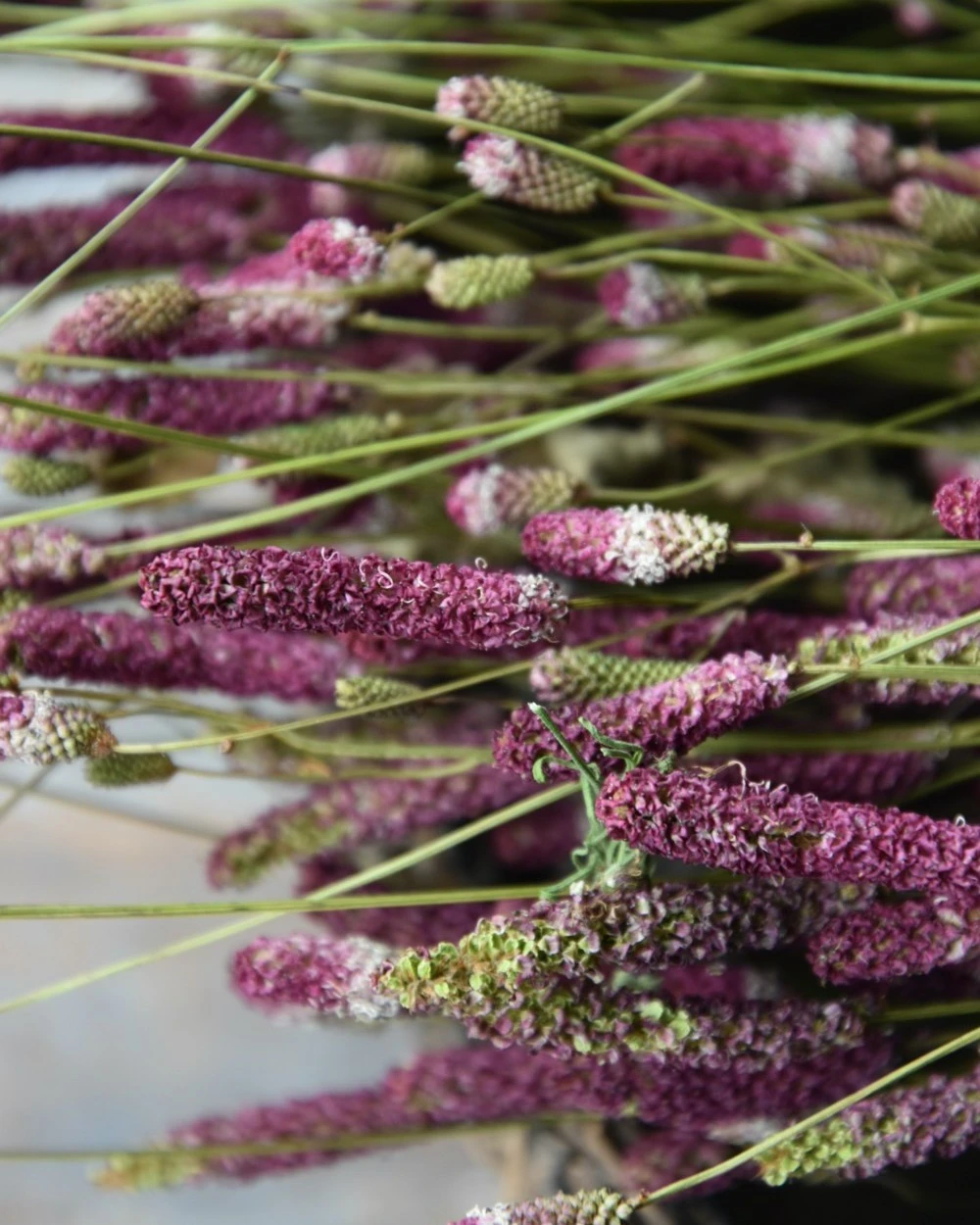 Warm violet gedroogde Sanquisorba, Pimpernel Warm Violet Gedroogde Sanquisorba, Pimpernel -Mode-Woondecoratiewinkel warm violet gedroogde sanquisorba pimpernel 3