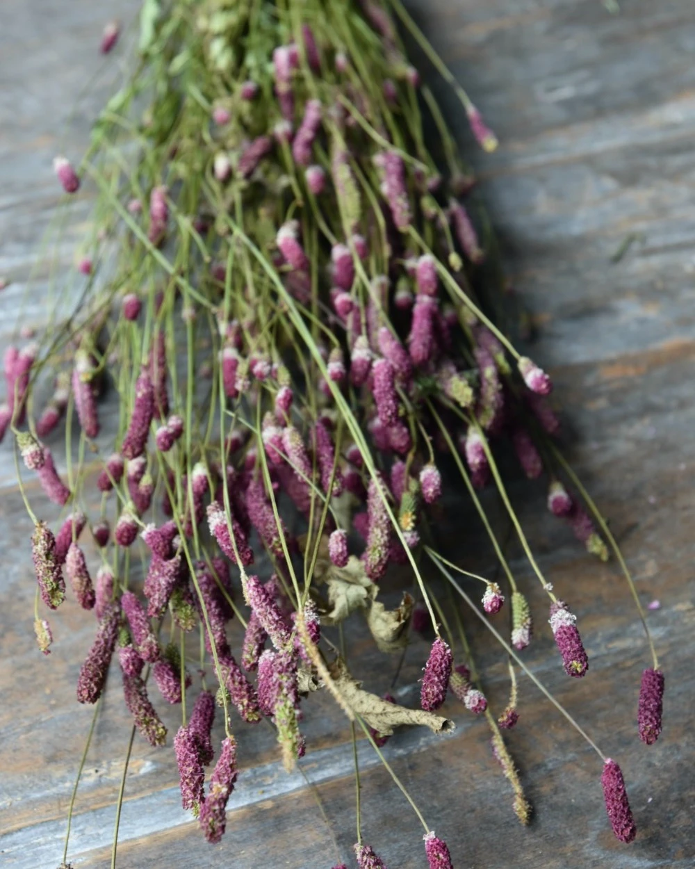 Warm violet gedroogde Sanquisorba, Pimpernel Warm Violet Gedroogde Sanquisorba, Pimpernel -Mode-Woondecoratiewinkel warm violet gedroogde sanquisorba pimpernel 4