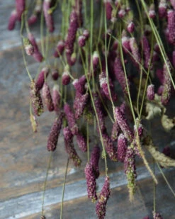 Warm Violet Gedroogde Sanquisorba, Pimpernel 7 Warm Violet Gedroogde Sanquisorba, Pimpernel -Mode-Woondecoratiewinkel warm violet gedroogde sanquisorba pimpernel 5