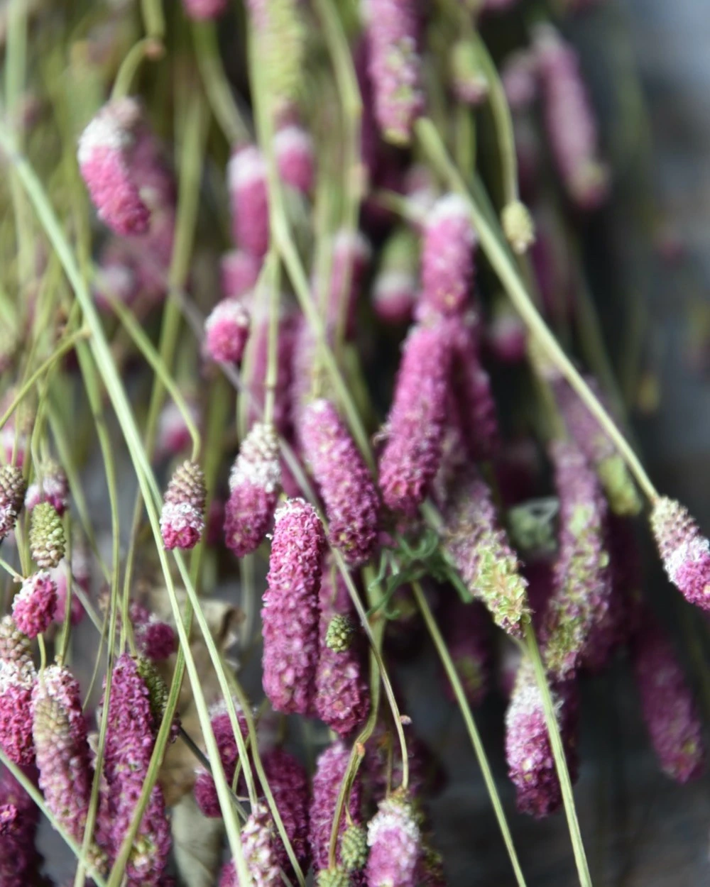 Warm violet gedroogde Sanquisorba, Pimpernel Warm Violet Gedroogde Sanquisorba, Pimpernel -Mode-Woondecoratiewinkel warm violet gedroogde sanquisorba pimpernel